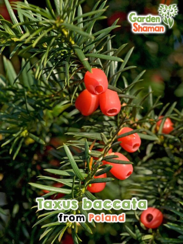 GardenShaman.eu - Taxus baccata Samen seeds