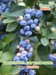 GardenShaman.eu - Vaccinium corymbosum Samen seeds