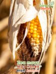 GardenShaman.eu - Zea mays May Honey sementes sementes