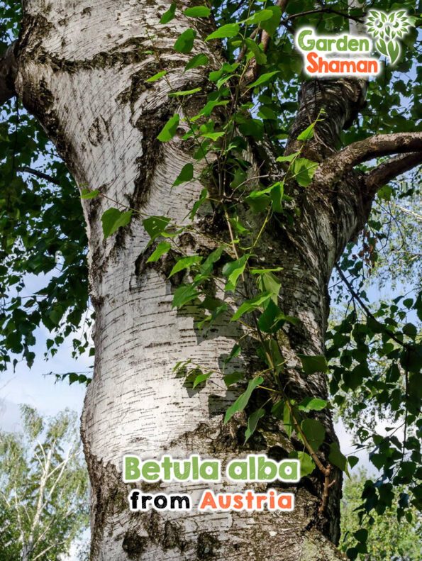 GardenShaman.eu - Betula alba Samen seeds