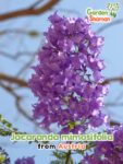 GardenShaman.eu - Graines de Jacaranda mimosifolia