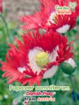 GardenShaman.eu Papaver somniferum Danish Flag Samen seeds