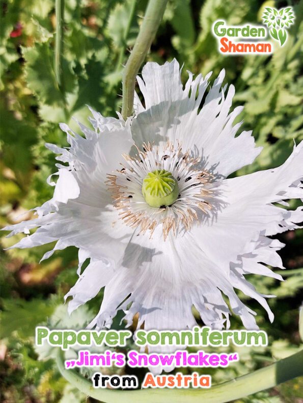 GardenShaman.eu Papaver somniferum Jimi's Snowflakes Samen seeds